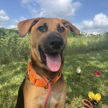 Fern -  Shepherd Dog for Adoption in Pearland, Texas - Fern | PetCurious