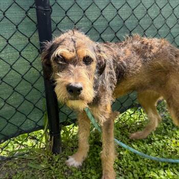 Haven -  Mixed Breed Dog Available for Adoption - Haven | PetCurious