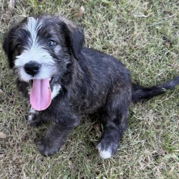 BOSCO-ARKANSAS -  Labradoodle Dog for Adoption in Houston, Texas - BOSCO-ARKANSAS | PetCurious
