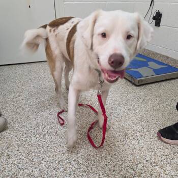 Cailou -  Mixed Breed Dog for Adoption in Auburn, Alabama - Cailou | PetCurious