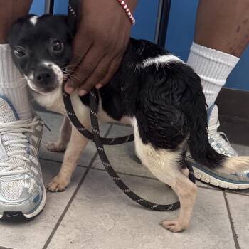 Mixed Breed Dogs Available for Adoption in Columbus, Georgia - 05/03/2026-Stray-13thAvenue | PetCurious
