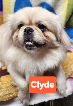 Pekingese Dogs Available for Adoption in Smithfield, Pennsylvania - Clyde | PetCurious