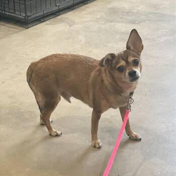 Tippy -  Chihuahua Dog for Adoption in Prescott, Arizona - Tippy | PetCurious