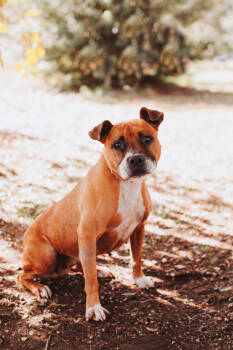 Rescue Boxer and Mixed Breed Dogs for Adoption in North Charleston, South Carolina - 88862A- Lemonade | PetCurious