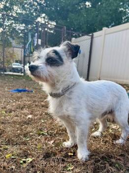 Rescue Chihuahua Dogs for Adoption in Montgomery, New Jersey - Spencer | PetCurious