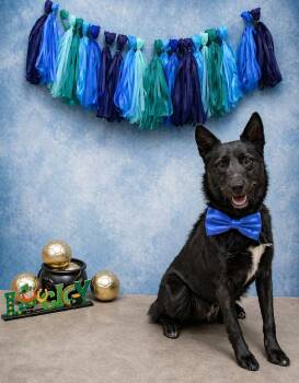 Border Collie and Border Terrier Dogs Available for Adoption in Dallas, Texas - Taz | PetCurious