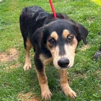 Copper -  Goldendoodle and Husky Dog for Adoption in Alma, Michigan - Copper | PetCurious
