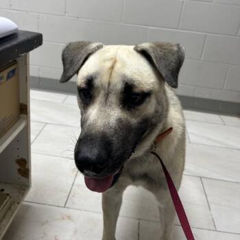 Macho -  Black Mouth Cur Dog for Adoption in Lufkin, Texas - Macho | PetCurious