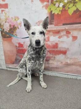 Australian Cattle Dog Blue Heeler and Mixed Breed Dogs Available for Adoption in San Bernardino, California - SPOTS | PetCurious