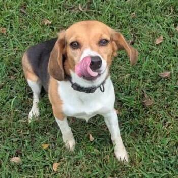 Sally -  Beagle Dog for Adoption in Lenexa, Kansas - Sally | PetCurious
