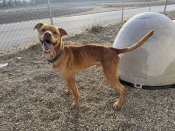 Onesie -  Mixed Breed Dog for Adoption in Tremont, Illinois - Onesie | PetCurious
