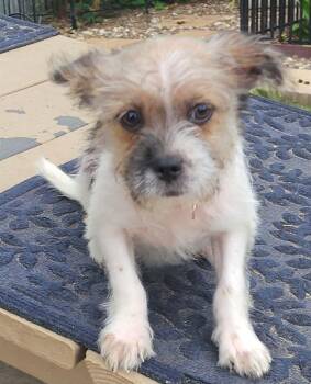Yorkshire Terrier and Cairn Terrier Dogs Available for Adoption in Austin, Texas - Vincent | PetCurious