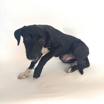 Biscuit -  Mixed Breed Dog for Adoption in Brentwood, Missouri - Biscuit | PetCurious