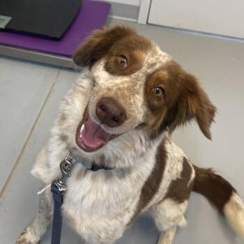 Mary -  Spaniel Dog for Adoption in Torrey, Utah - Mary | PetCurious