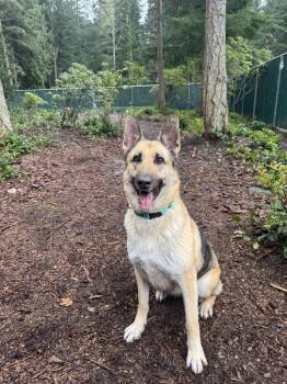 German Shepherd Dog Dogs Available for Adoption in Coupeville, Washington - Remi | PetCurious