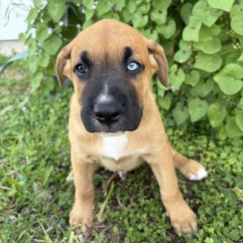 Neptune -  Shepherd and Black Mouth Cur Dog for Adoption in Harlingen, Texas - Neptune | PetCurious