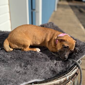 Rescue Pit Bull Terrier Dogs for Adoption in Newberg, Oregon - Sleepy | PetCurious