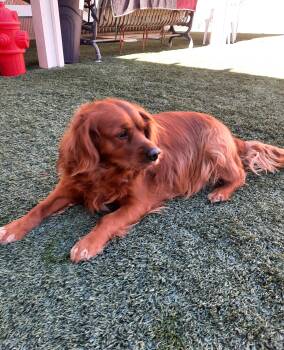 Retriever and Cavalier King Charles Spaniel Dogs Available for Adoption in Mesquite, Nevada - Bowser | PetCurious