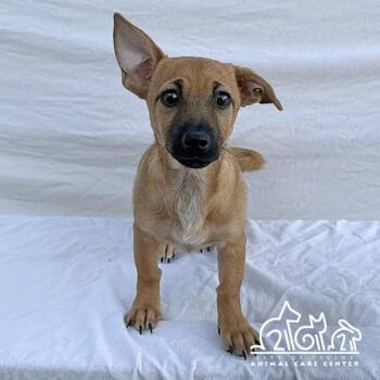 LATTE -  Dachshund and Mixed Breed Dog for Adoption in Irvine, California - LATTE | PetCurious