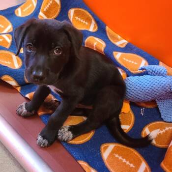 Mater -  Australian Cattle Dog Blue Heeler and Black Labrador Retriever Dog for Adoption in Tulsa, Oklahoma - Mater | PetCurious