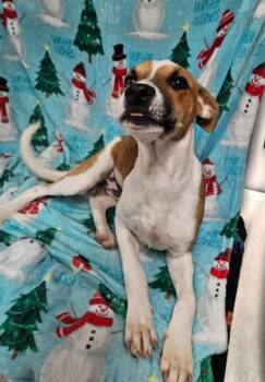 Rescue Mixed Breed Dogs for Adoption in West Chester, Pennsylvania - Scarecrow | PetCurious