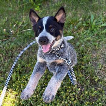 Thatcher -  Mixed Breed Dog for Adoption in West Olive, Michigan - Thatcher | PetCurious