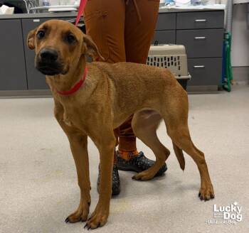 Scrappy Doo -  Shepherd and Terrier Dog for Adoption in Washington, District Of Columbia - Scrappy Doo | PetCurious