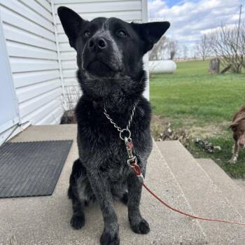 Australian Cattle Dog Blue Heeler Dogs Available for Adoption in Bismarck, North Dakota - Billie | PetCurious