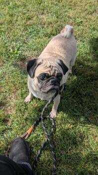 Bandit -  Pug Dog for Adoption in Vaudreuil-dorion, Quebec - Bandit | PetCurious