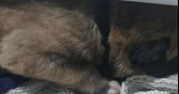 Belgian Shepherd Malinois and German Shepherd Dog Dogs Available for Adoption in Imlay City, Michigan - Grumman (Aircraft Litter, Black Collar) - Located In NV | PetCurious