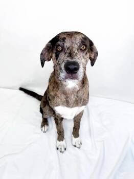 Walker -  Cane Corso and Great Pyrenees Dog for Adoption in Bixby, Oklahoma - Walker | PetCurious