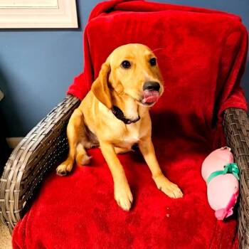 Chew -  Yellow Labrador Retriever Dog for Adoption in Sunderland, Maryland - Chew | PetCurious
