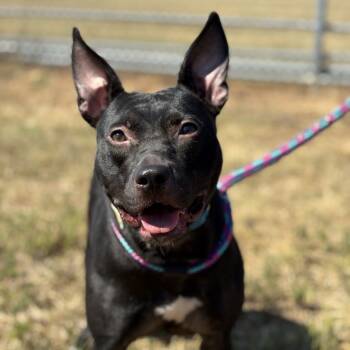 Rescue Mixed Breed Dogs for Adoption in Hopkinton, Massachusetts - Francine | PetCurious