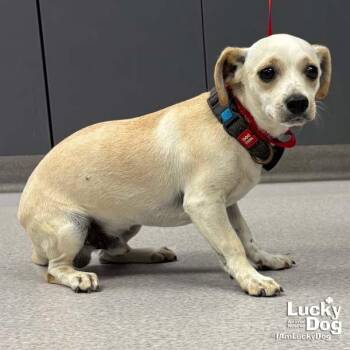 Coca -  Chihuahua and Dachshund Dog for Adoption in Washington, District Of Columbia - Coca | PetCurious