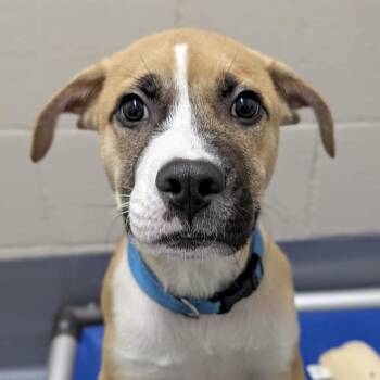 Felix (puppy) - ECAS -  Mixed Breed Dog for Adoption in Pleasanton, California - Felix (puppy) - ECAS | PetCurious
