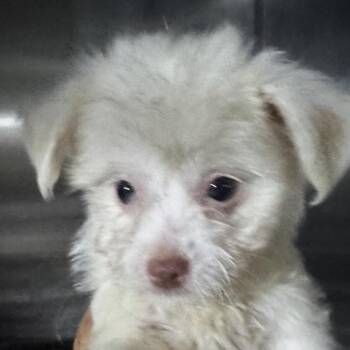 Iceberg -  Mixed Breed and Poodle Dog for Adoption in Venice, Florida - Iceberg | PetCurious