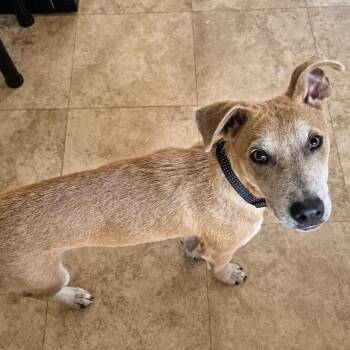 Landry -  Whippet Dog for Adoption in Austintown, Ohio - Landry | PetCurious