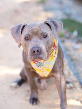 Rescue Mixed Breed Dogs for Adoption in Atlanta, Georgia - Swift | PetCurious