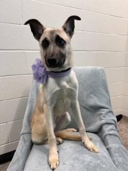 Tara -  German Shepherd Dog and Mixed Breed Dog for Adoption in Seagoville, Texas - Tara | PetCurious