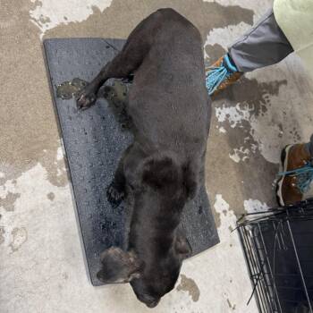 111412 -  Mixed Breed Dog for Adoption in Las Cruces, New Mexico - 111412 | PetCurious