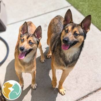 Rescue Husky and Shepherd Dogs for Adoption in Toledo, Ohio - Harry(Right) | PetCurious