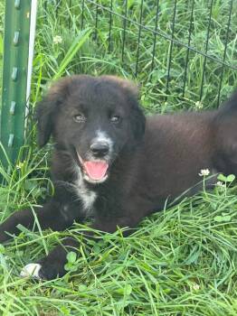 Austen -  Goldendoodle Dog for Adoption in Lexington, Kentucky - Austen | PetCurious