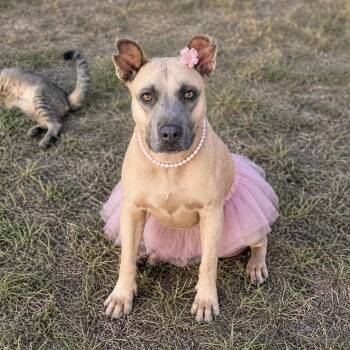 Camila -  American Staffordshire Terrier Dog for Adoption in Lucas, Texas - Camila | PetCurious