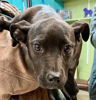 Rescue Mixed Breed Dogs for Adoption in Burnsville, North Carolina - Doublemint | PetCurious