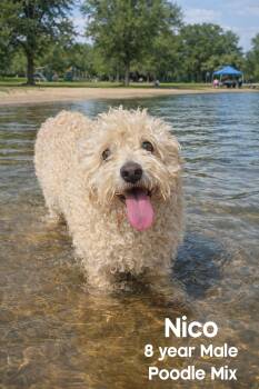 Poodle Dogs Available for Adoption - NICO – 8 YEAR MALE POODLE MIX@ PETCO, 5011 E. RAY ROAD, PHX 8504 | PetCurious