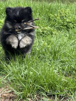 Pomsky and Pomeranian Dogs Available for Adoption in Indian Creek, Illinois - Sprout | PetCurious