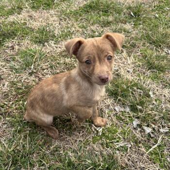 Dachshund and Chihuahua Dogs Available for Adoption - Pacha | PetCurious
