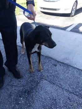 Labrador Retriever Dogs Available for Adoption in Fort Lauderdale, Florida - MILTON | PetCurious