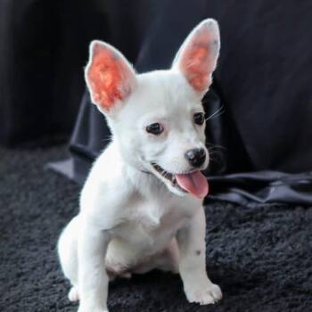 Cinderella -  Chihuahua Dog for Adoption in Elkton, Maryland - Cinderella | PetCurious