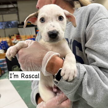Rescue Mixed Breed Dogs for Adoption in Gilberts, Illinois - RASCAL | PetCurious